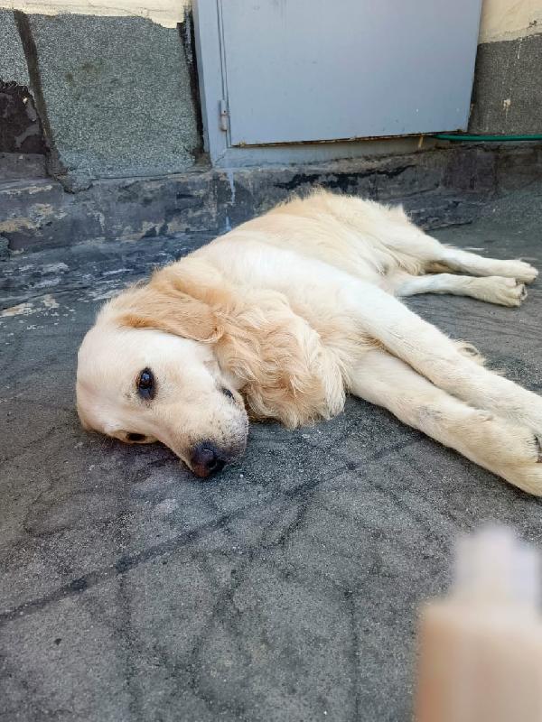 Max, un Golden Retriever da amare Foto 2